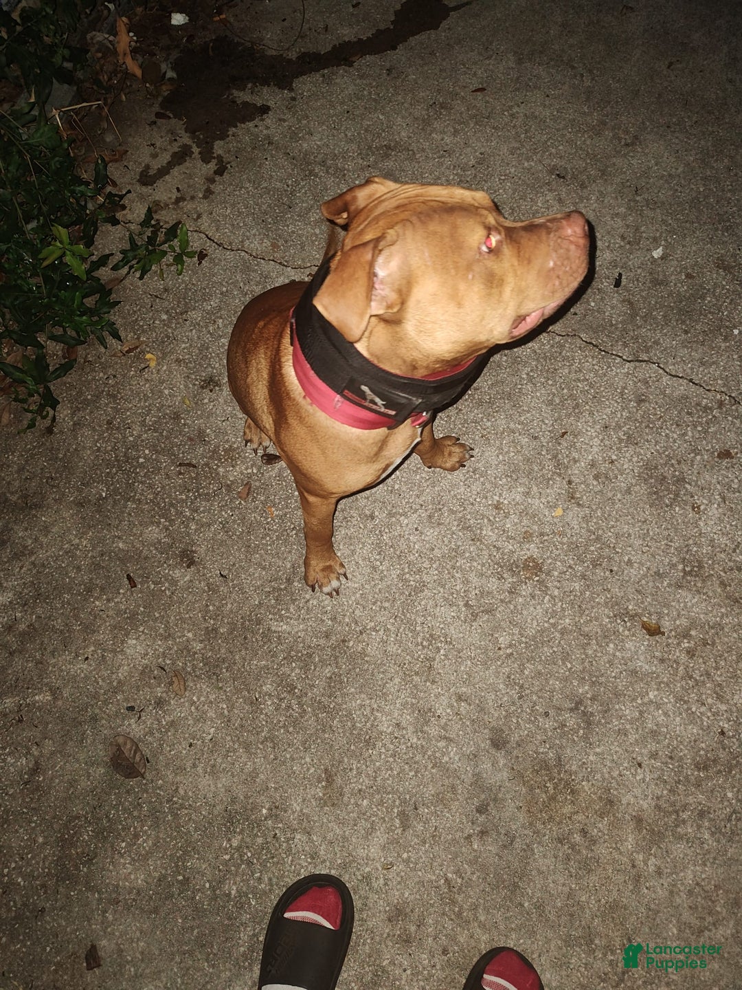 American Pit Bull Terrier dogs for sale: Lil Bit Of Trouble - Image 3