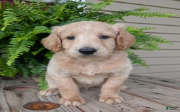 Goldendoodle dogs for sale: Bella - Image 17
