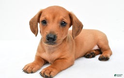 Miniature Dachshund dogs for sale: Jingle - Image 3