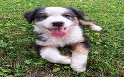 Australian Shepherd dogs for sale: Elliot - Image 2