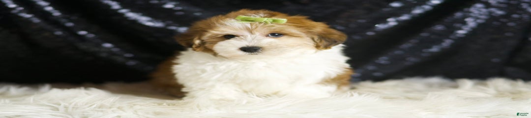 Archie