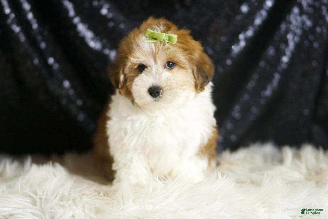 Yorkiepoo dogs for sale: Archie - Image 1