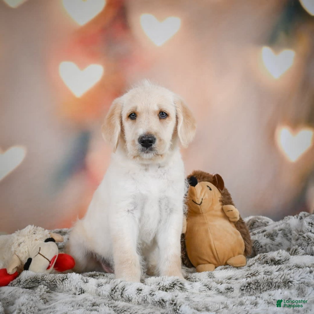 Labradoodle dogs for sale: Rex - Image 6