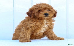 Miniature Poodle dogs for sale: Pierre - Image 7