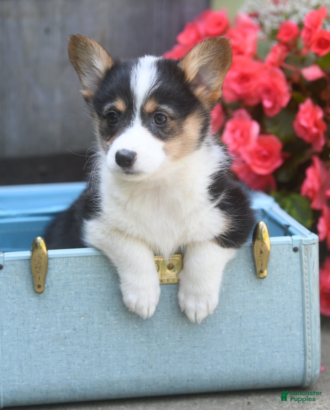 Welsh Corgi Pembroke dogs for sale: Annie - Image 1