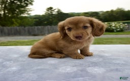 Miniature Dachshund dogs for sale: Sunny - Image 3