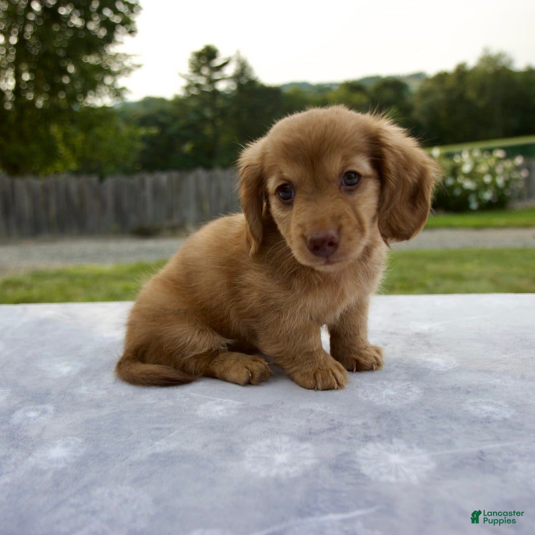 Miniature Dachshund dogs for sale: Sunny - Image 3