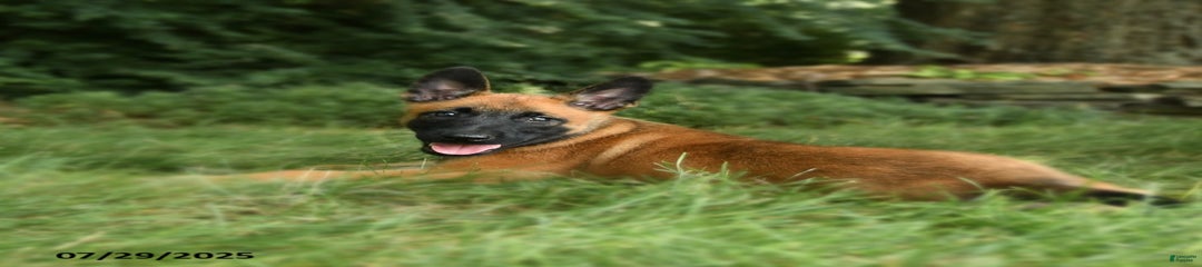 Cocoa