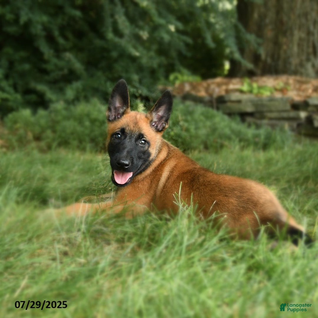 Belgian Malinois dogs for sale: Cocoa - Image 3