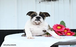 English Bulldog dogs for sale: English Bulldog 6 puppies - Image 2