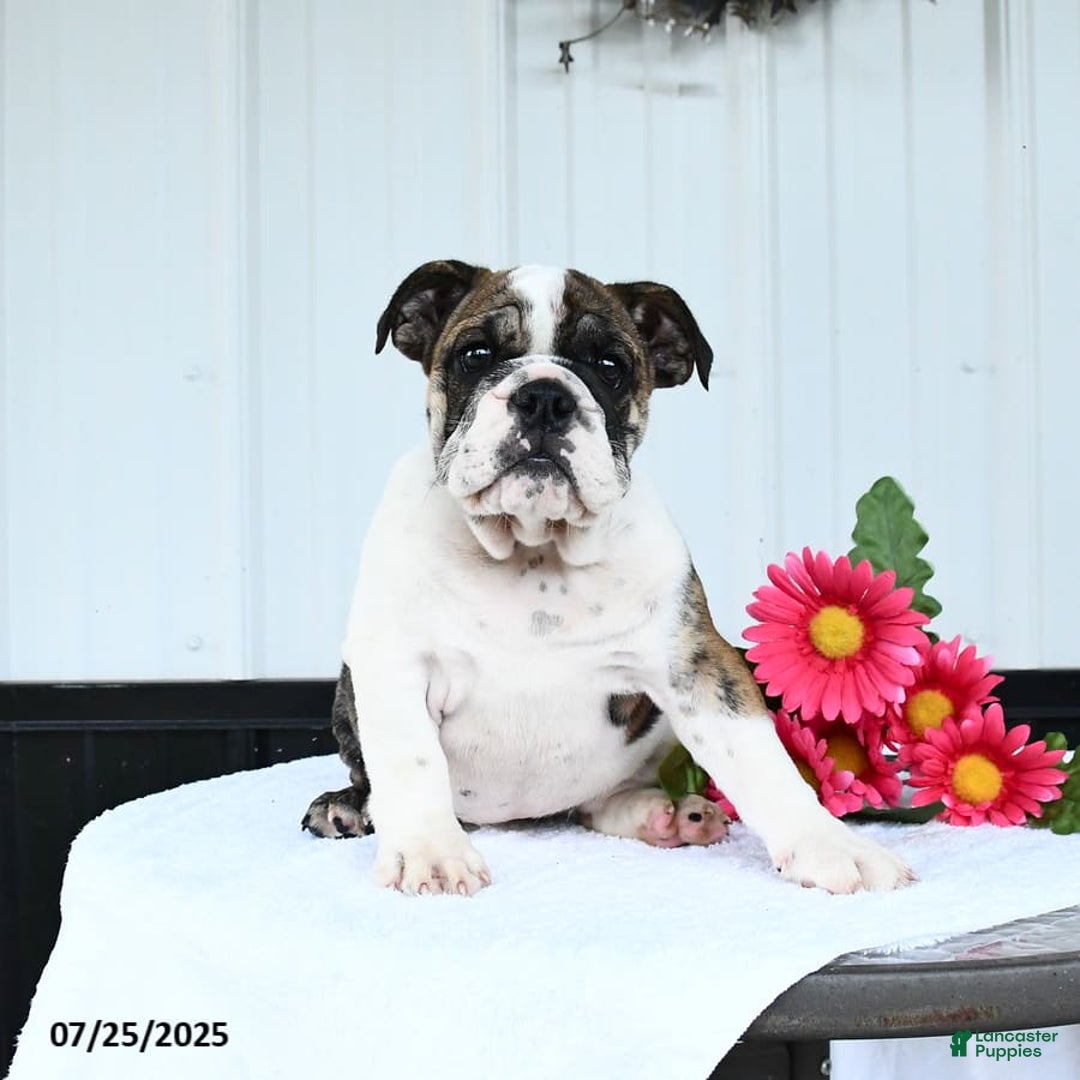 English Bulldog dogs for sale: English Bulldog 6 puppies - Image 2