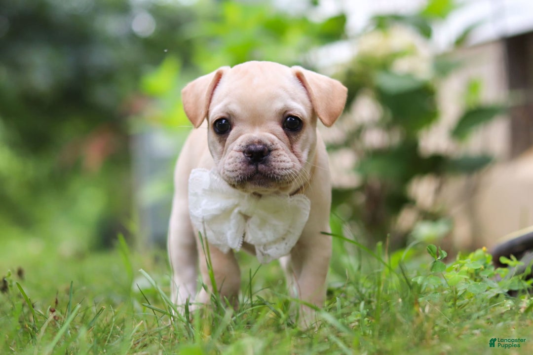 French Bulldog dogs for sale: Margo - Image 3