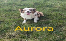 Mini Aussiedoodle dogs for sale: Amber - Image 11