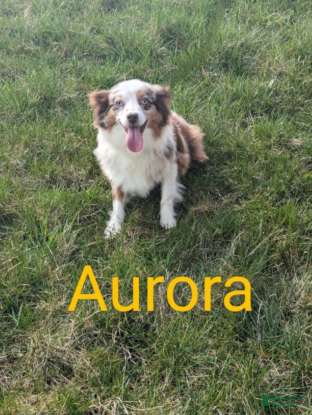 Mini Aussiedoodle dogs for sale: Amber - Image 11