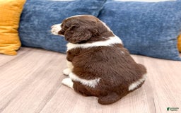 English Springer Spaniel dogs for sale: Lewis - Image 2