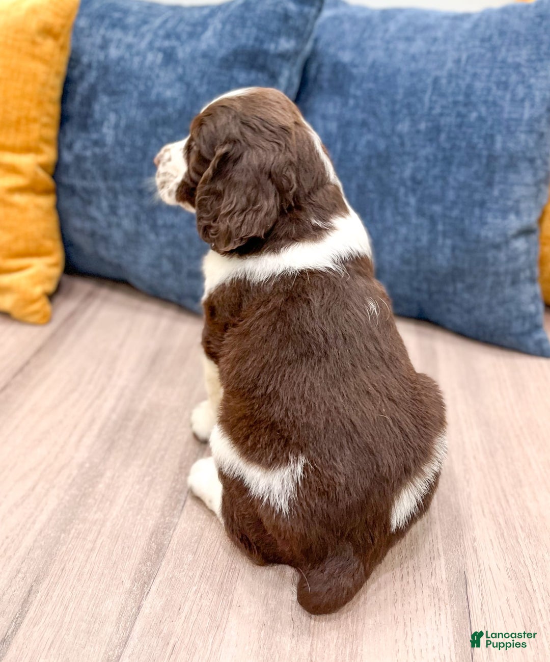 English Springer Spaniel dogs for sale: Lewis - Image 2