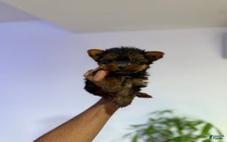 Yorkshire Terrier dogs for sale: Snuggles - Image 3