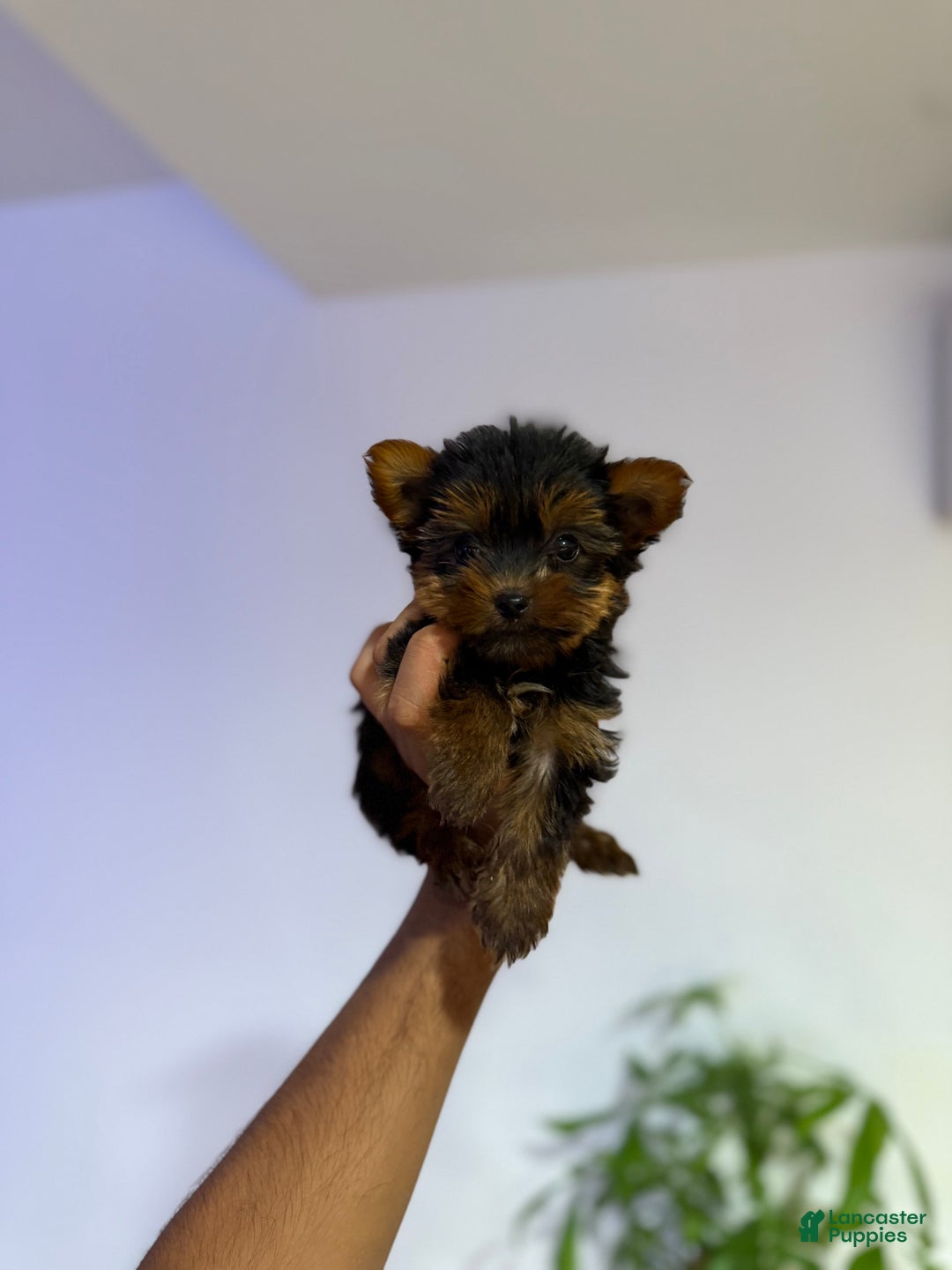 Yorkshire Terrier dogs for sale: Snuggles - Image 3