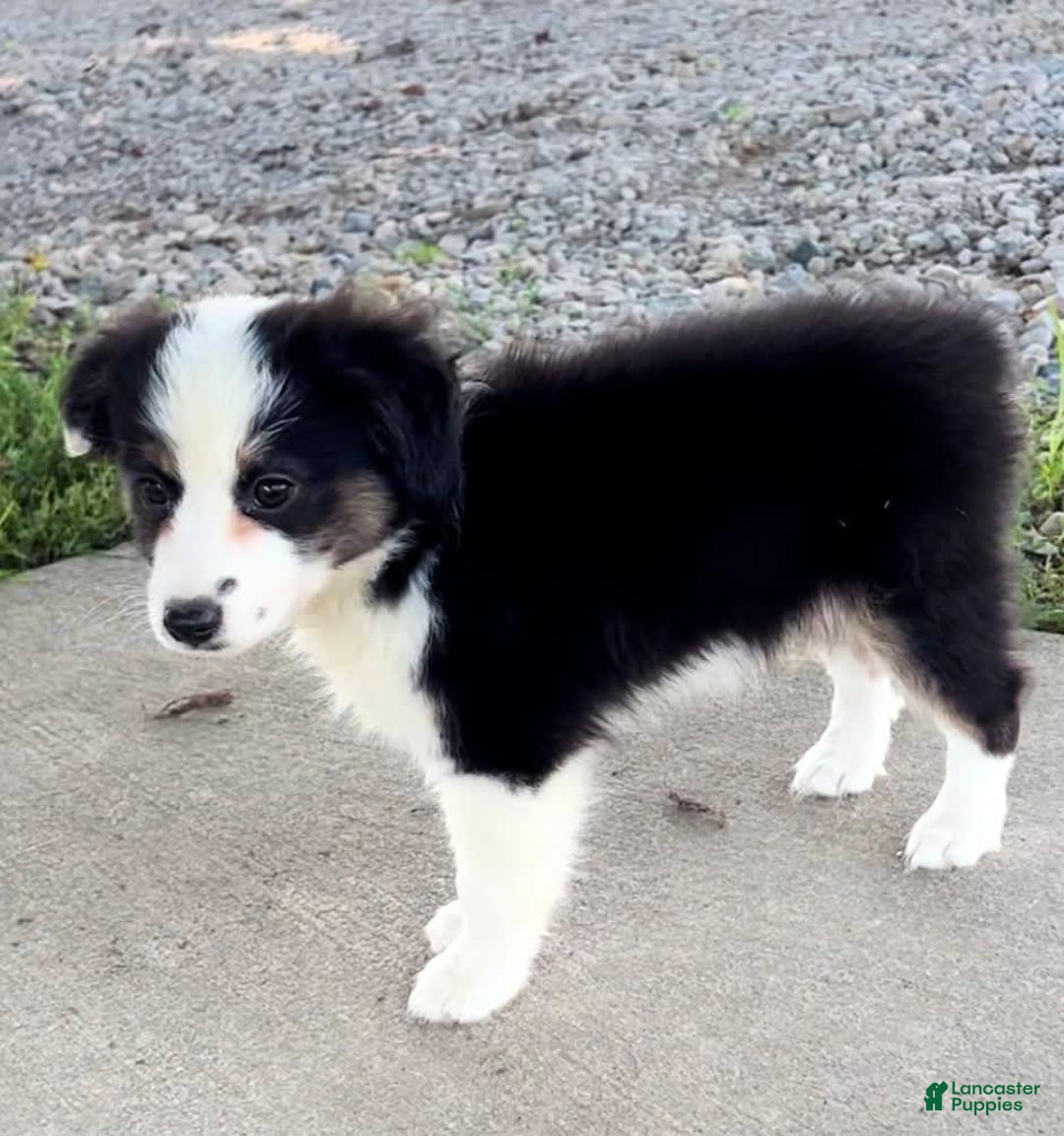Australian Shepherd dogs for sale: Dottie - Image 5