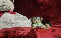 Yorkshire Terrier dogs for sale: Kiwi - Image 3