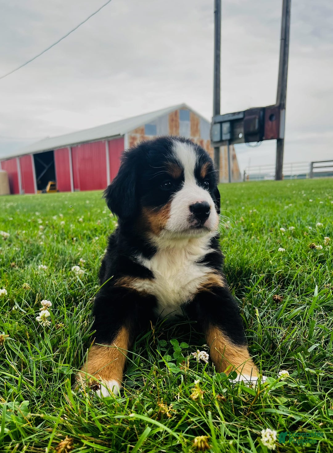 Bernese Mountain Dog dogs for sale: Meghan - Image 6