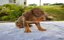 Miniature Dachshund dogs for sale: Frisco - Image 4