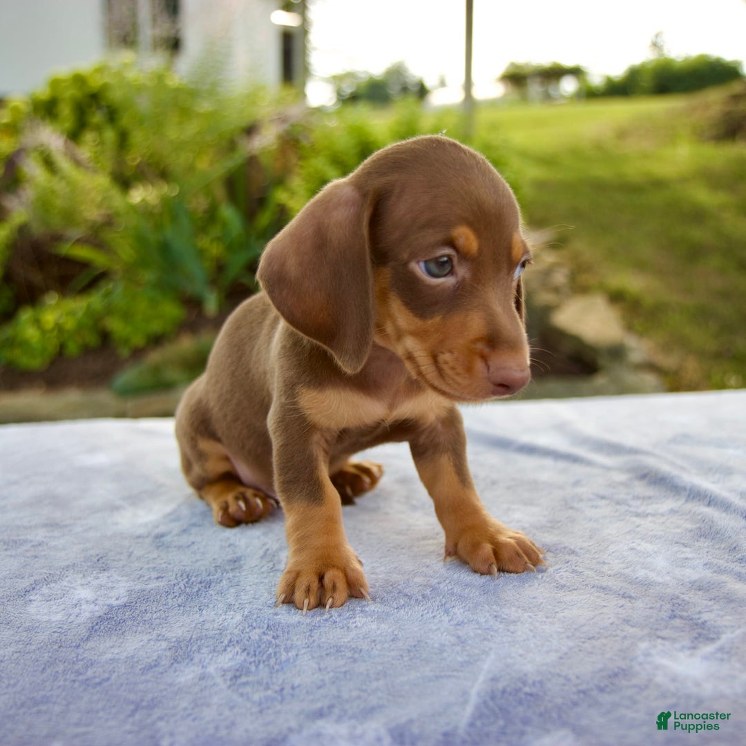 Miniature Dachshund dogs for sale: Frisco - Image 4