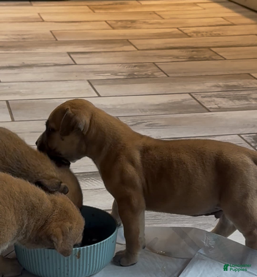 South African Boerboels dogs for sale: Rhino - Image 5