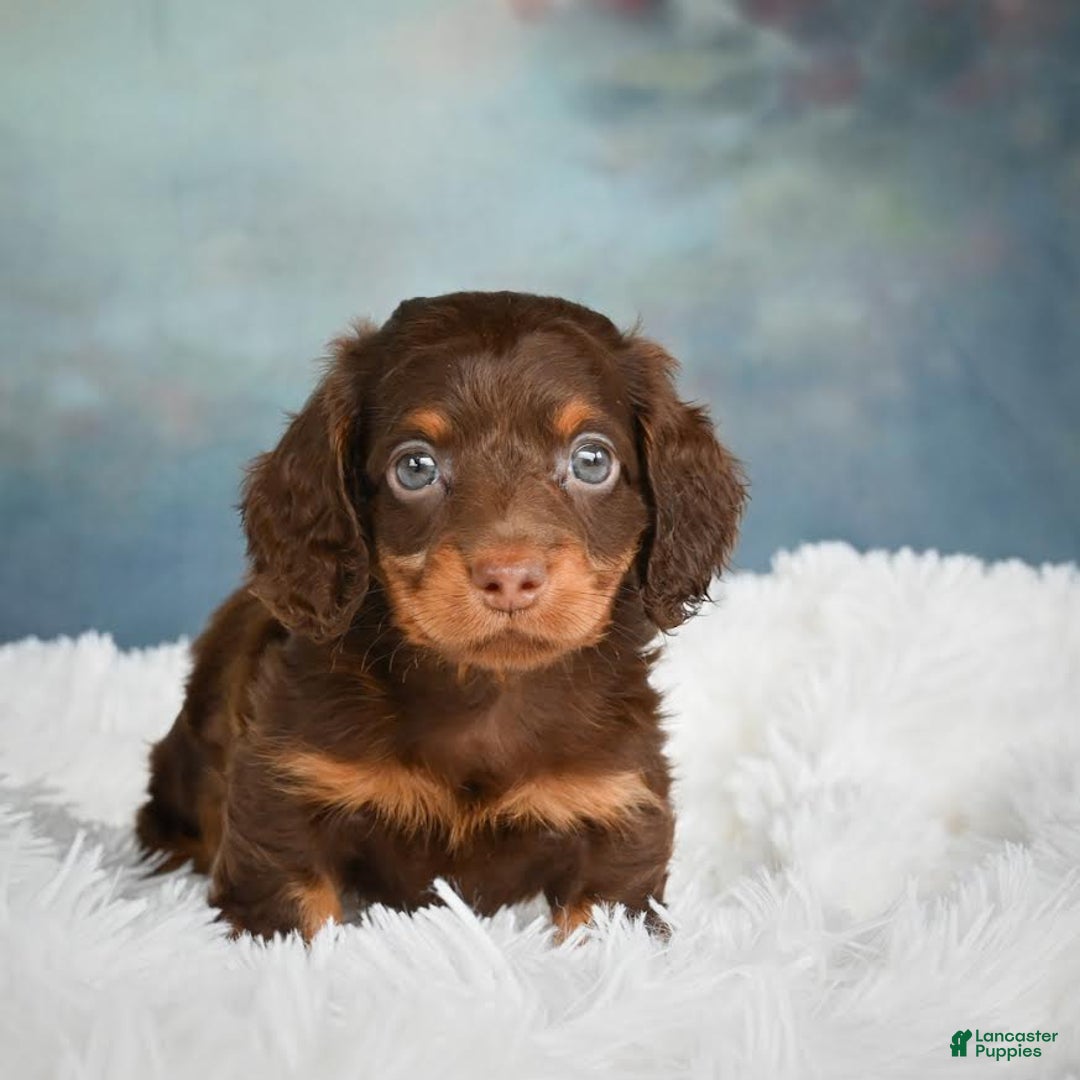 Miniature Dachshund dogs for sale: Benji - Image 3