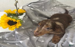 Miniature Dachshund dogs for sale: Logan - Image 2
