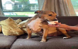 American Staffordshire Terrier dogs for sale: Galinda - Image 17