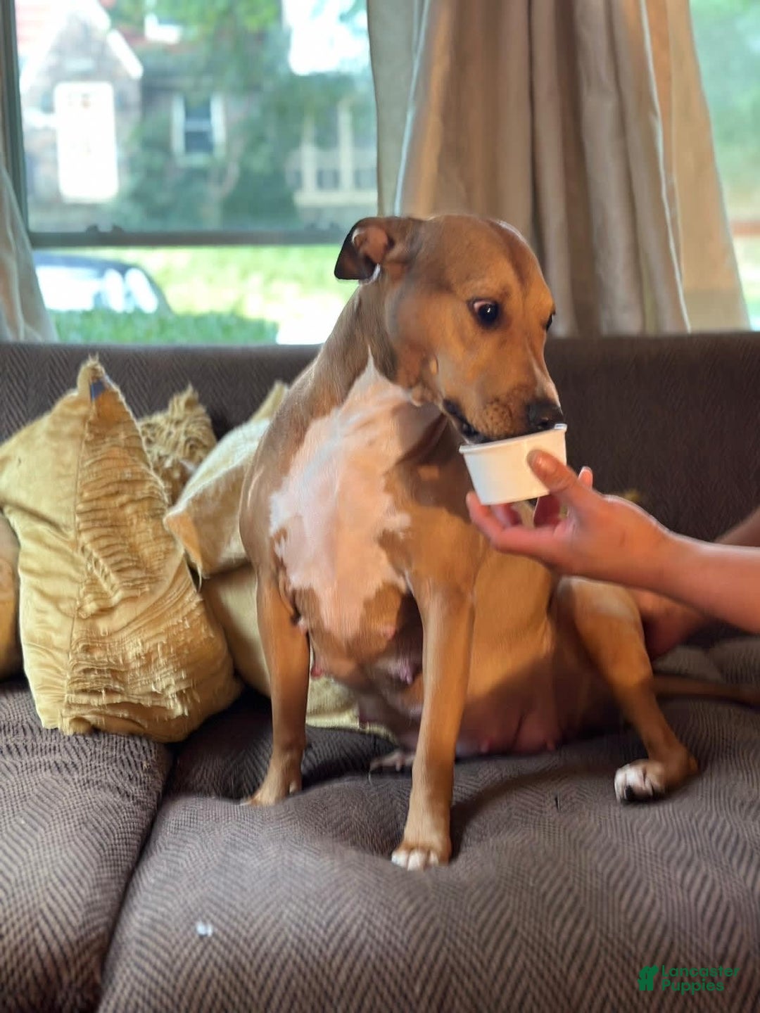 American Staffordshire Terrier dogs for sale: Galinda - Image 17