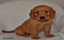 Golden Retriever dogs for sale: Golden Retriever 11 puppies - Image 4