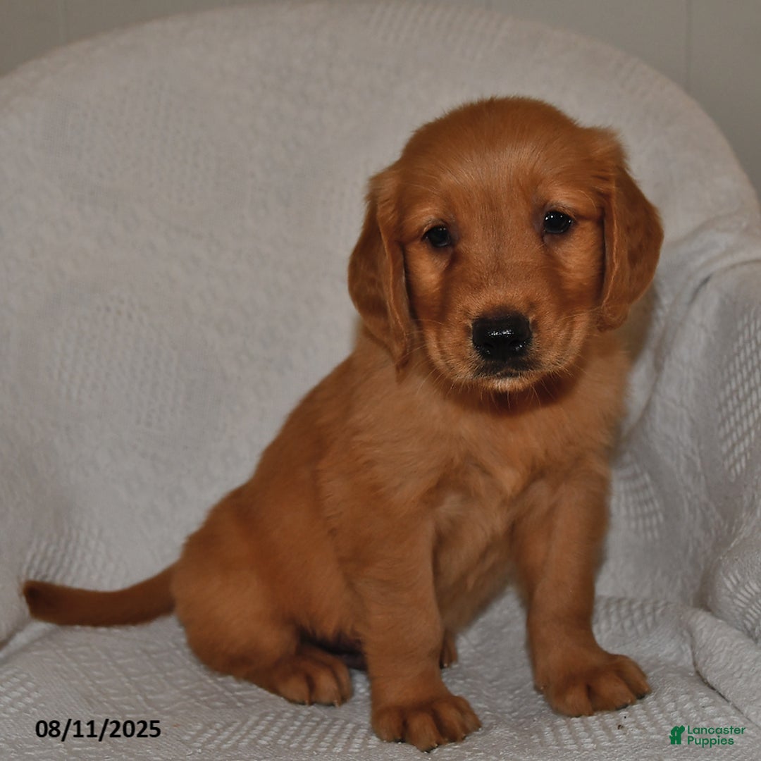 Golden Retriever dogs for sale: Golden Retriever 11 puppies - Image 4