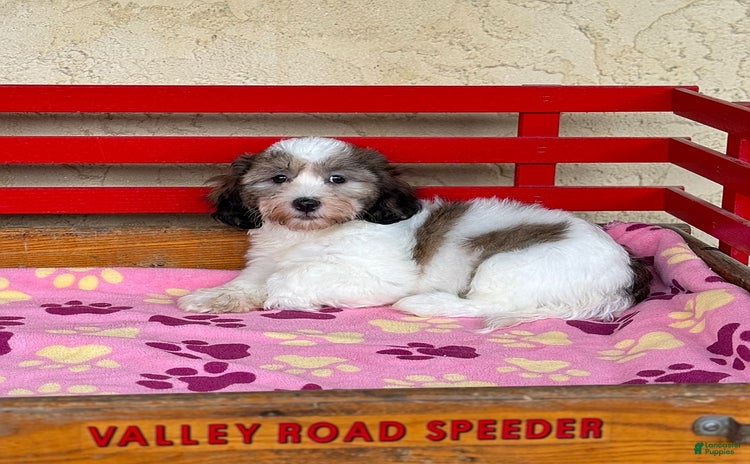 Teddy Bear dogs for sale - Ad 3