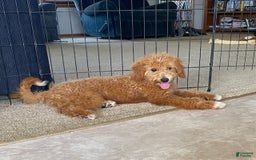 Mini Goldendoodle dogs for sale: Jack - Image 4