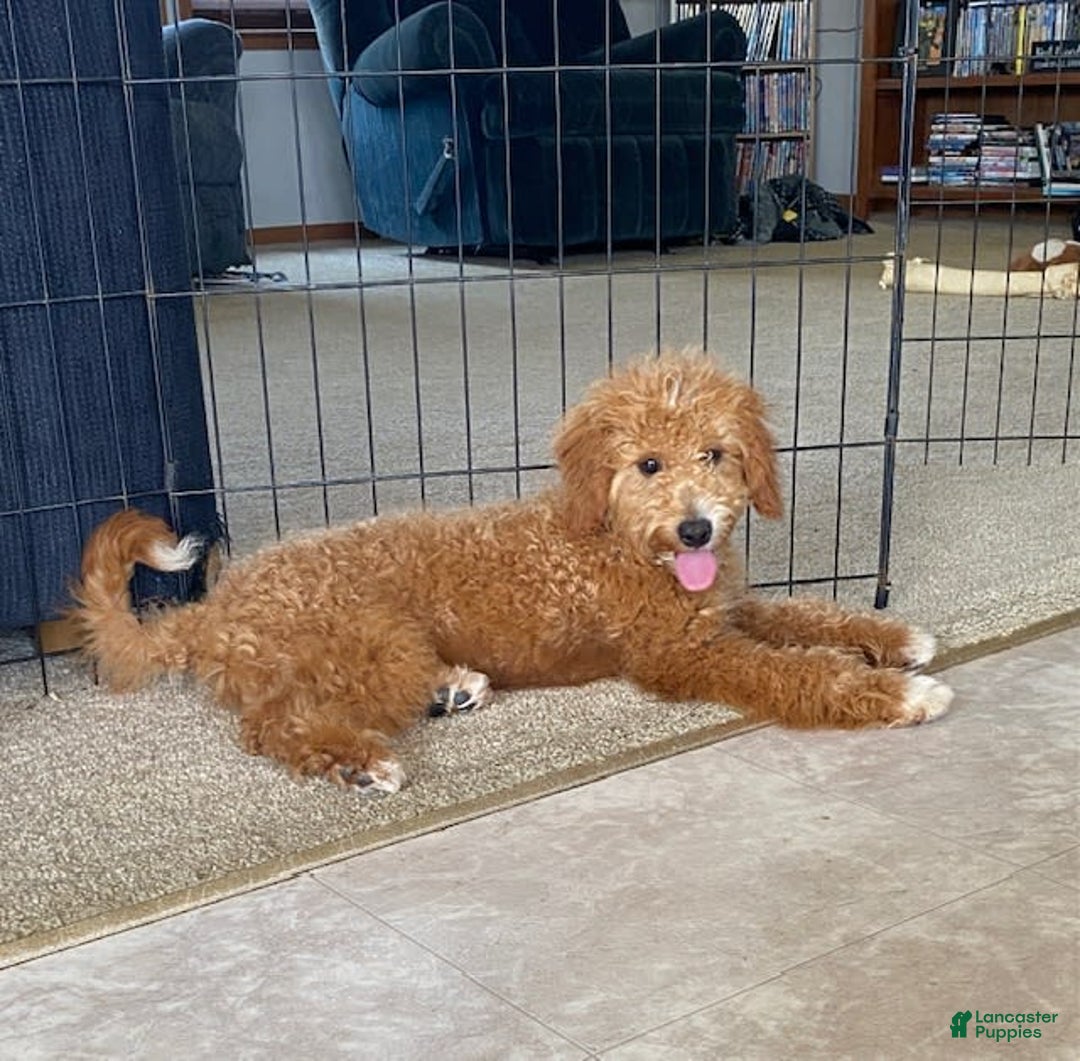 Mini Goldendoodle dogs for sale: Jack - Image 4