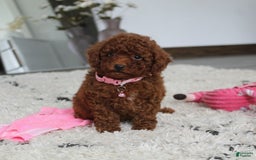 Toy Poodle dogs for sale: Elena - Image 19