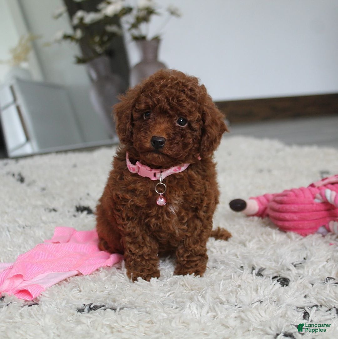 Toy Poodle dogs for sale: Elena - Image 19