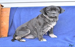 Pug dogs for sale: Corki - Image 3
