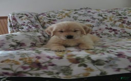 Golden Retriever dogs for sale: Hershey - Image 28
