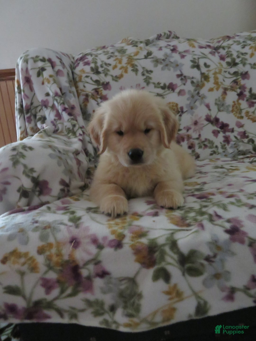 Golden Retriever dogs for sale: Hershey - Image 28