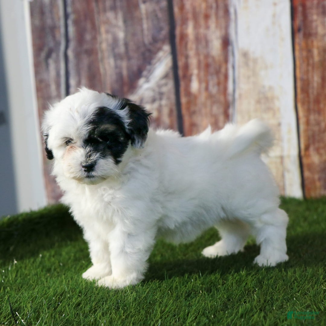 Shihpoo dogs for sale: Abby - Image 7
