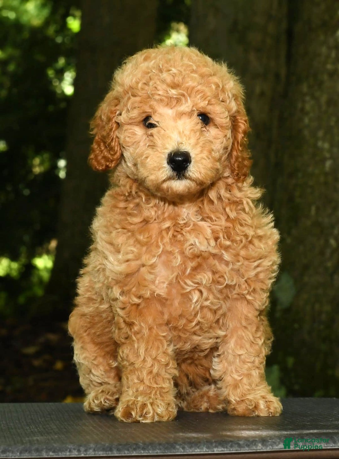 Mini Goldendoodle dogs for sale: Lulu - Image 8
