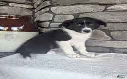 Australian Shepherd dogs for sale: Carla - Image 5