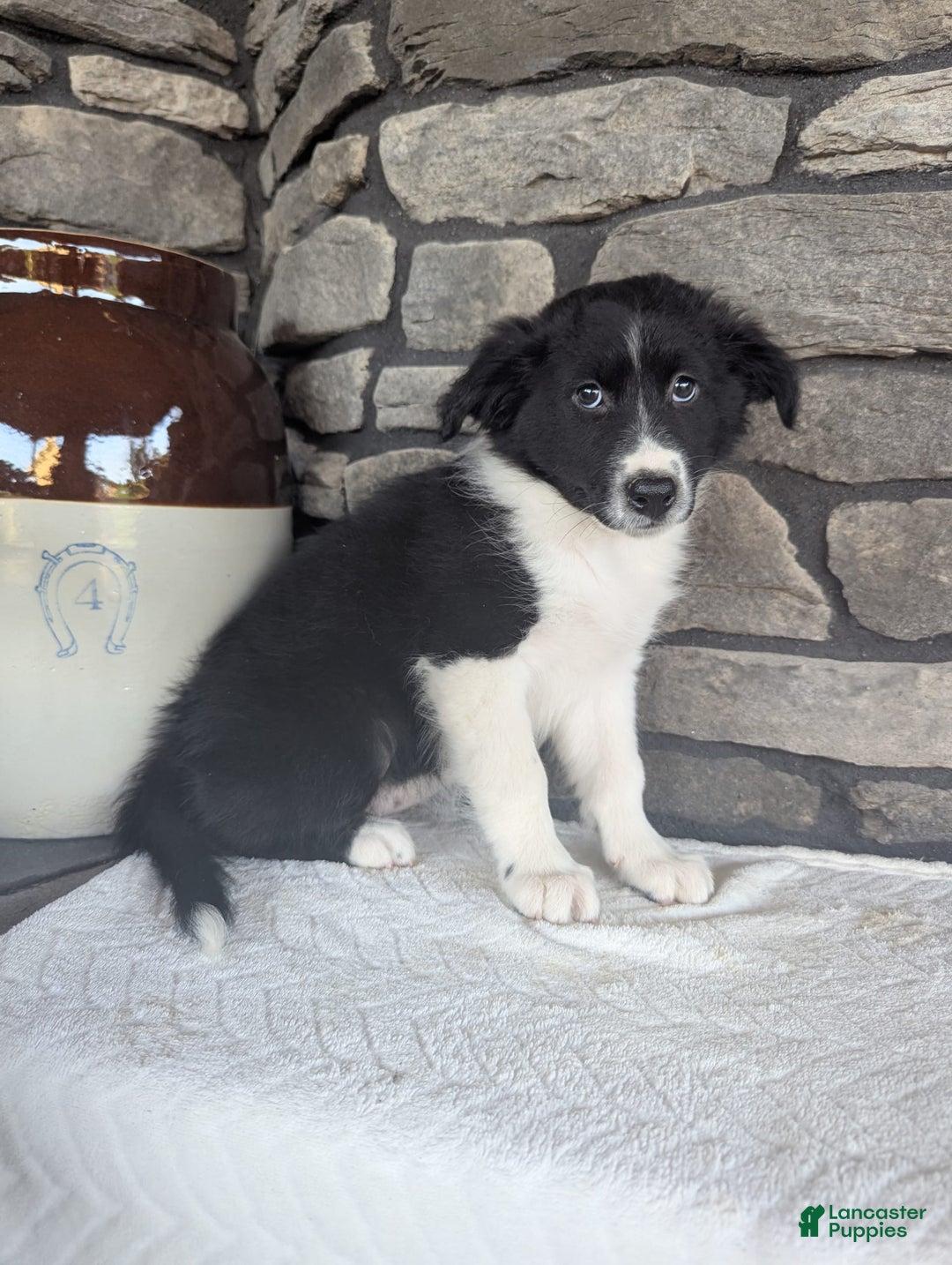 Australian Shepherd dogs for sale: Carla - Image 5