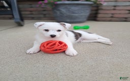 Pomsky dogs for sale: Luka Miles - Image 3