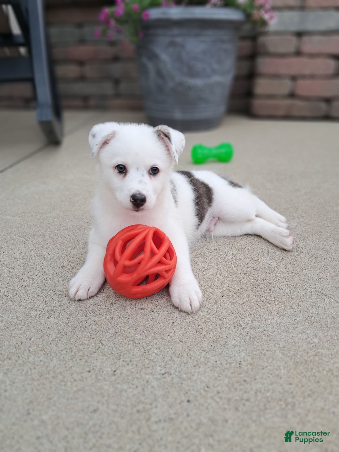 Pomsky dogs for sale: Luka Miles - Image 3