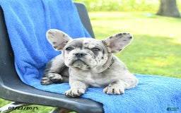 French Bulldog dogs for sale: Jemma - Image 8