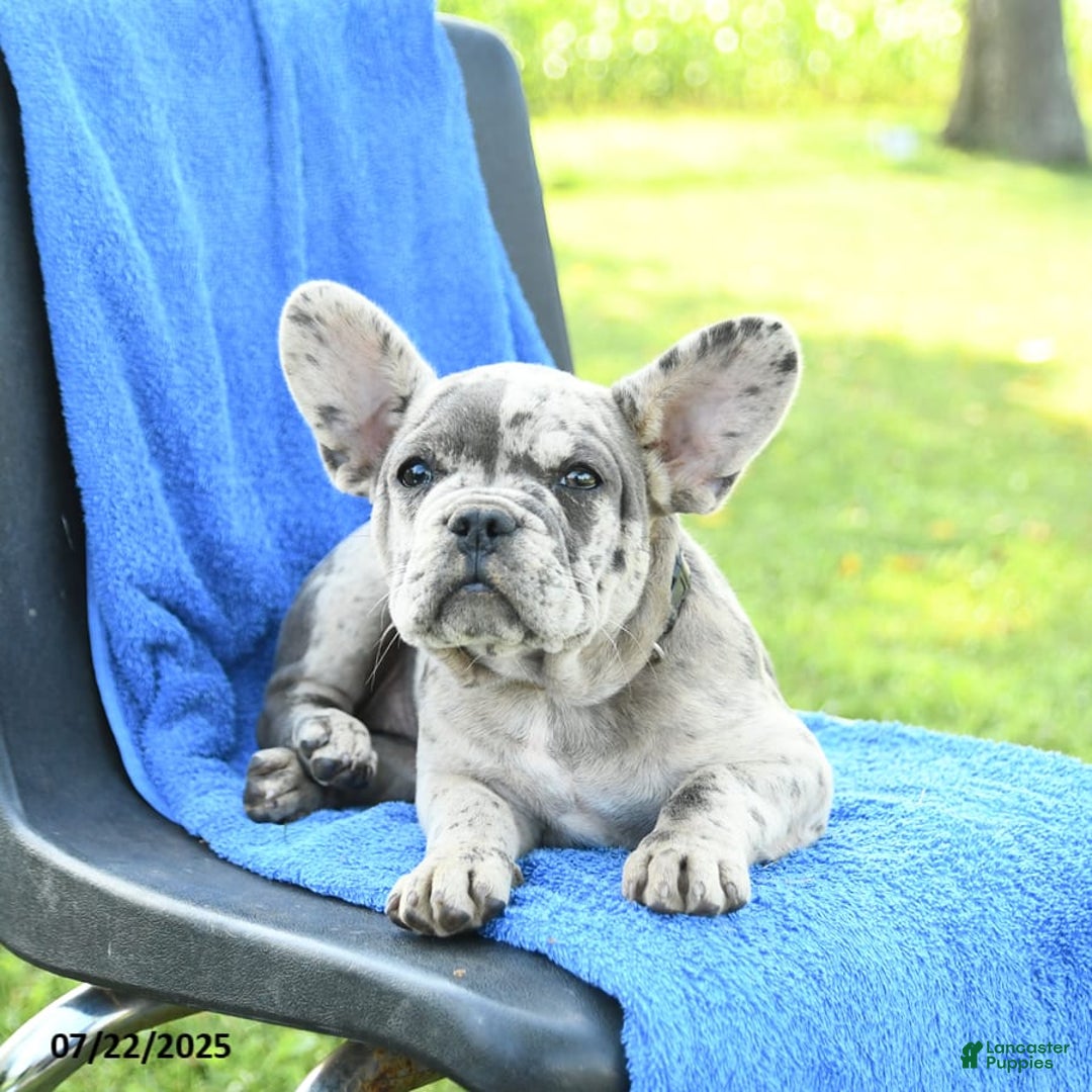 French Bulldog dogs for sale: Jemma - Image 8